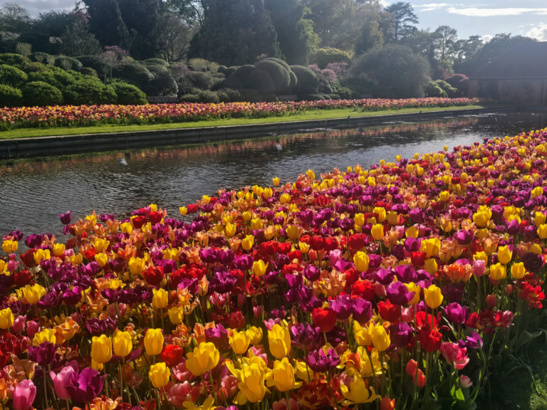 Amsterdam in Tulip Season: The Festival, Keukenhof, and the Fields, Explained 