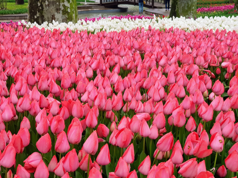 Is Amsterdam Worth Visiting? An Honest Answer for First-Time Travelers